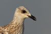Larus armenicus